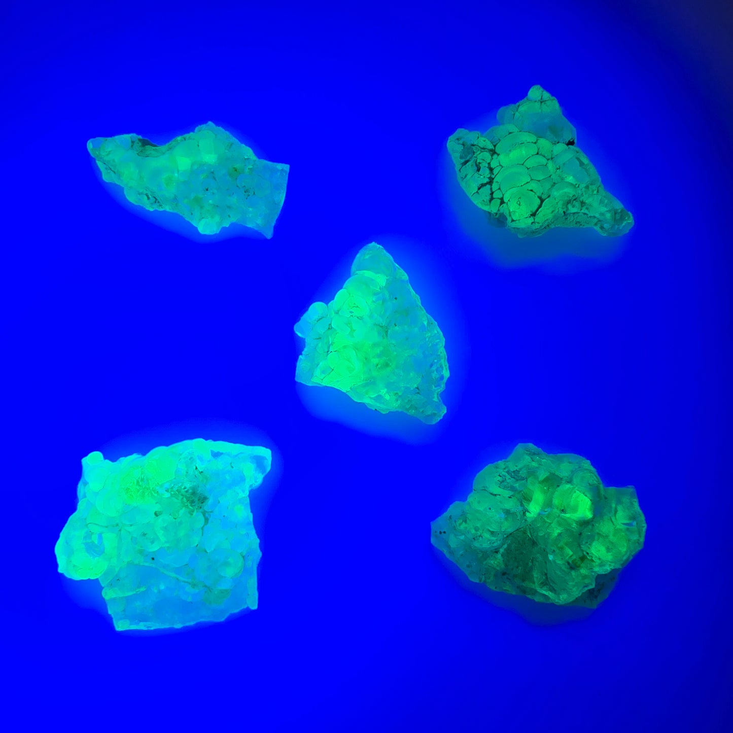 Lot de 5 écailles d'opale hyalite (minéral UV) Erongo, Namibie 14-18 mm #12300