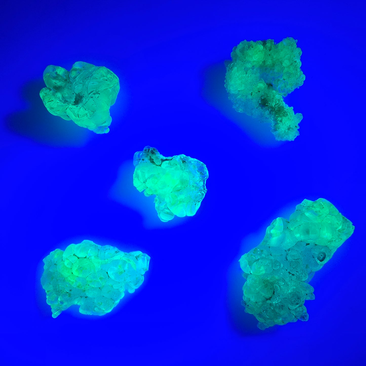 Lot de 5 spécimens d'opale hyalite (minéral UV) Erongo, Namibie 14-22 mm #12301