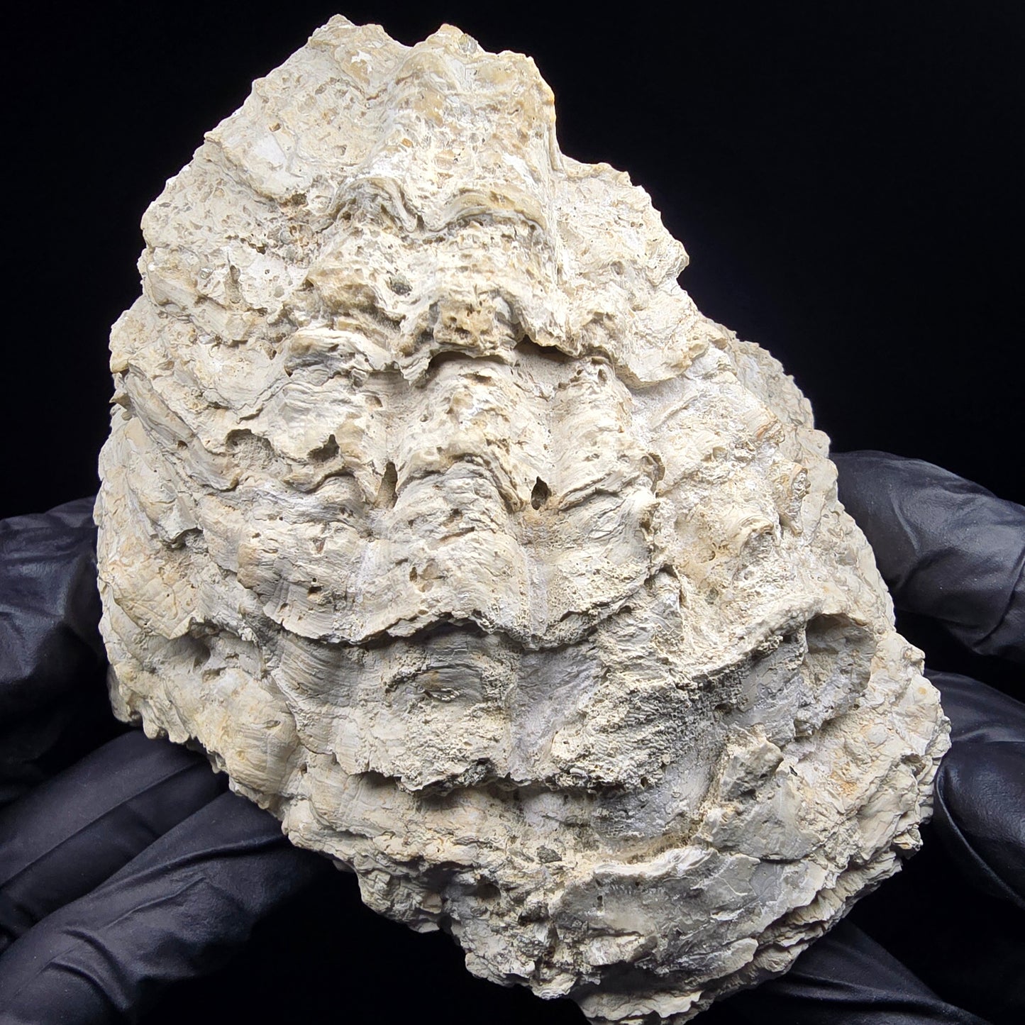 Große versteinerte Muschel, Fossil 129*110*68mm Unbekannt Mineraliensammlung
