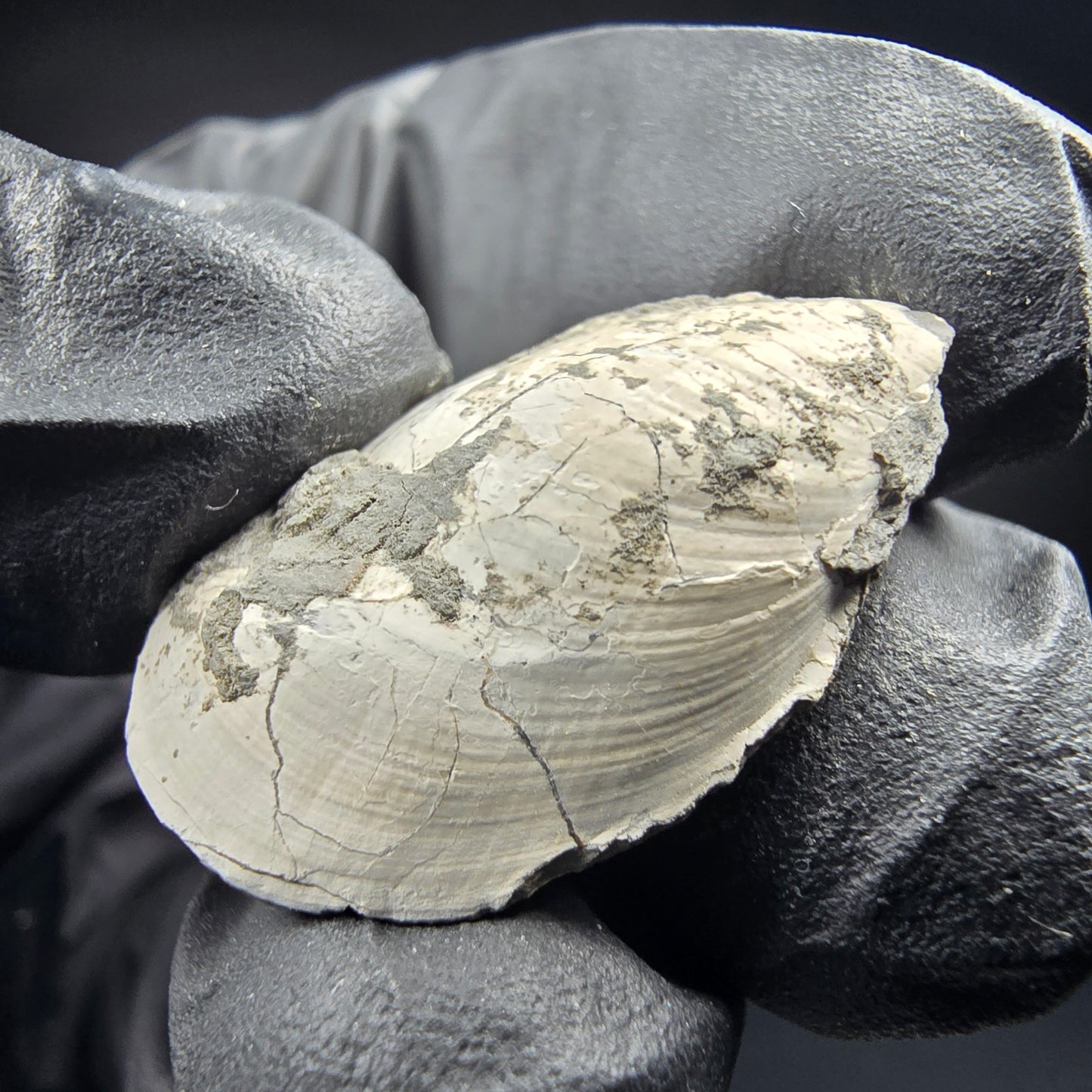 Seltene versteinerte Muschel, Fossil 26*17*10mm Unbekannt Mineraliensammlung
