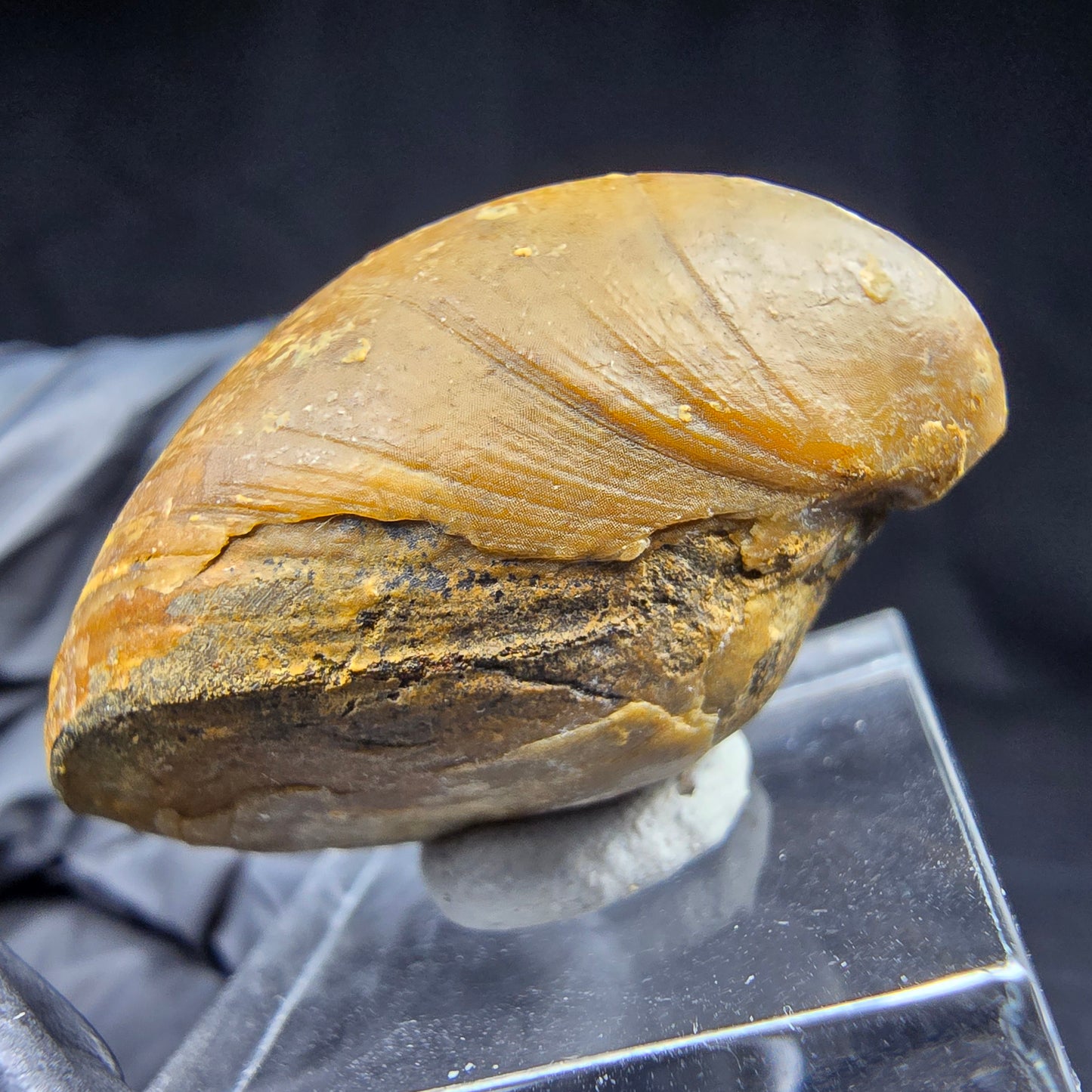 Seltene versteinerte Muschel, Fossil 38*26*21mm Unbekannt Mineraliensammlung