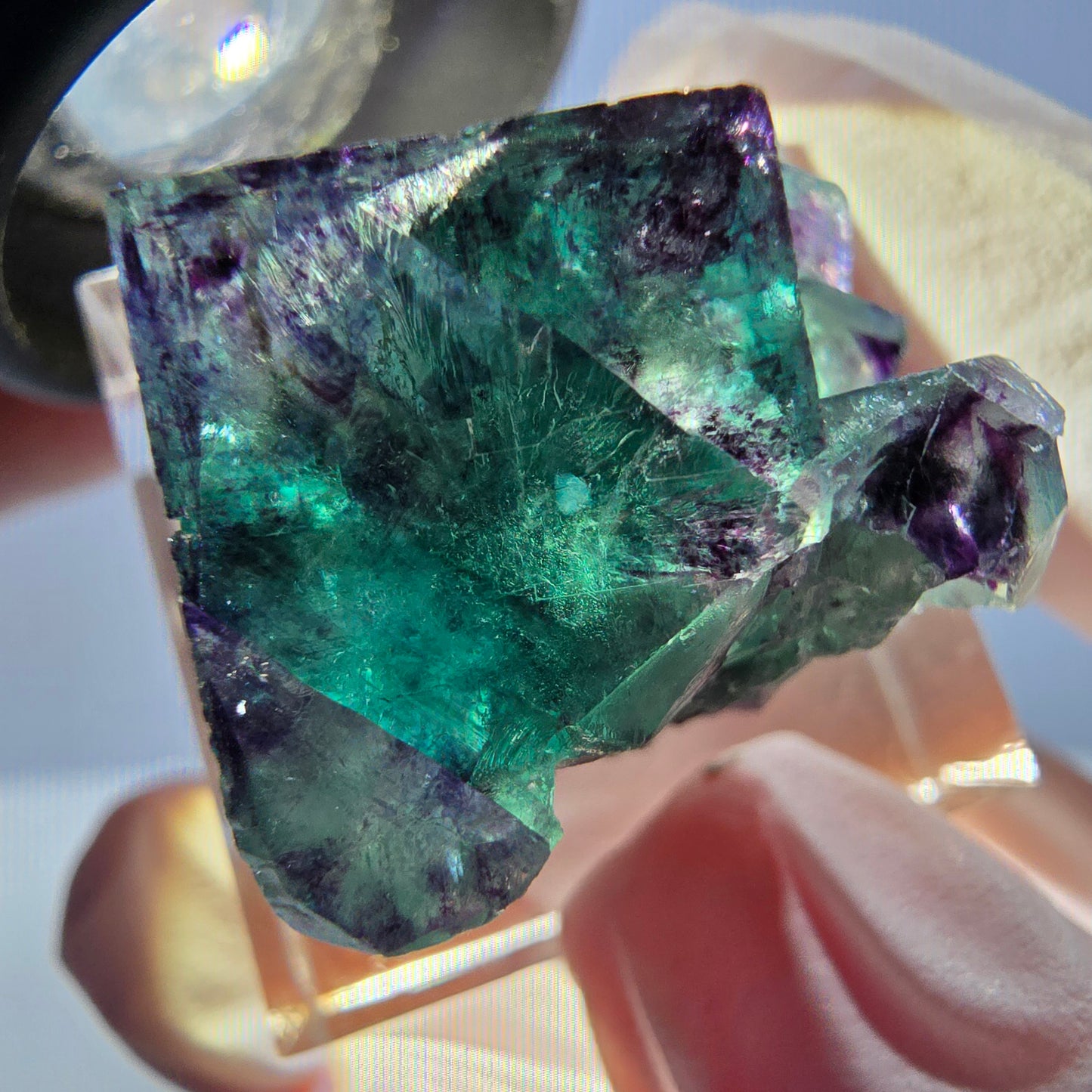 Spécimen de cube de fluorite fantôme, parqueté vert violet Okorusu, Namibie 31*25*20 mm