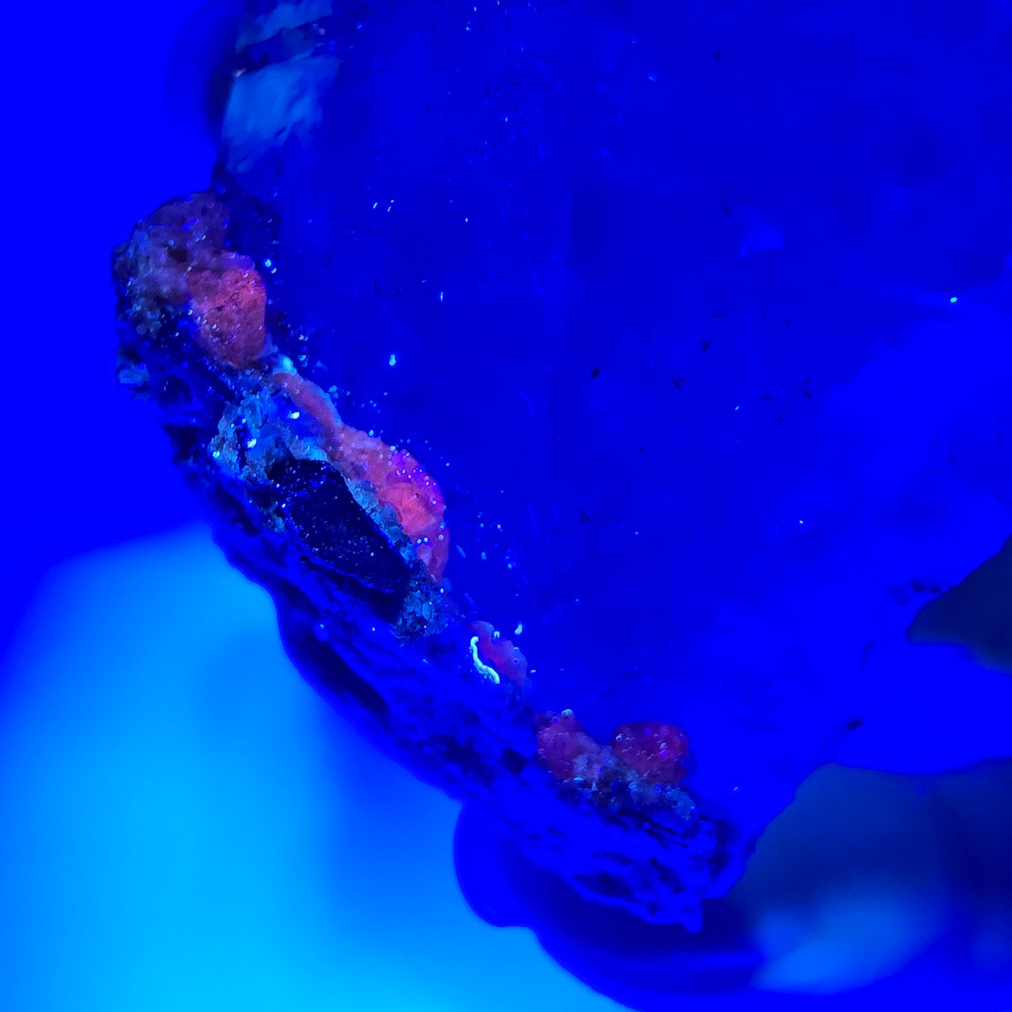 Sceptre squelette en quartz fumé Enhydro, calcite UV Valentine Pocket Goboboseb Namibie 77 x 44 x 38 mm