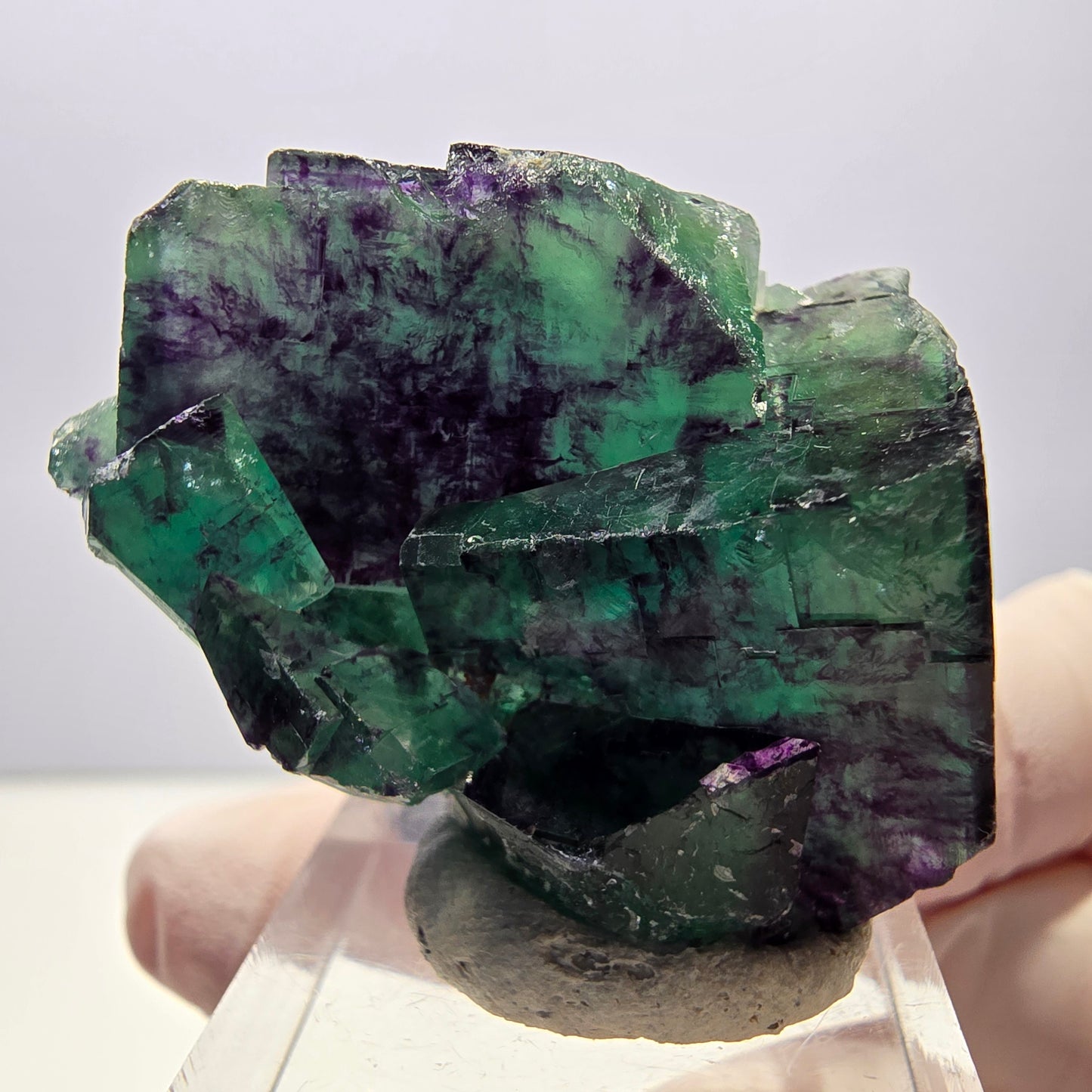 Spécimen de cube de fluorite fantôme, parqueté vert violet Okorusu, Namibie 40*31*20 mm