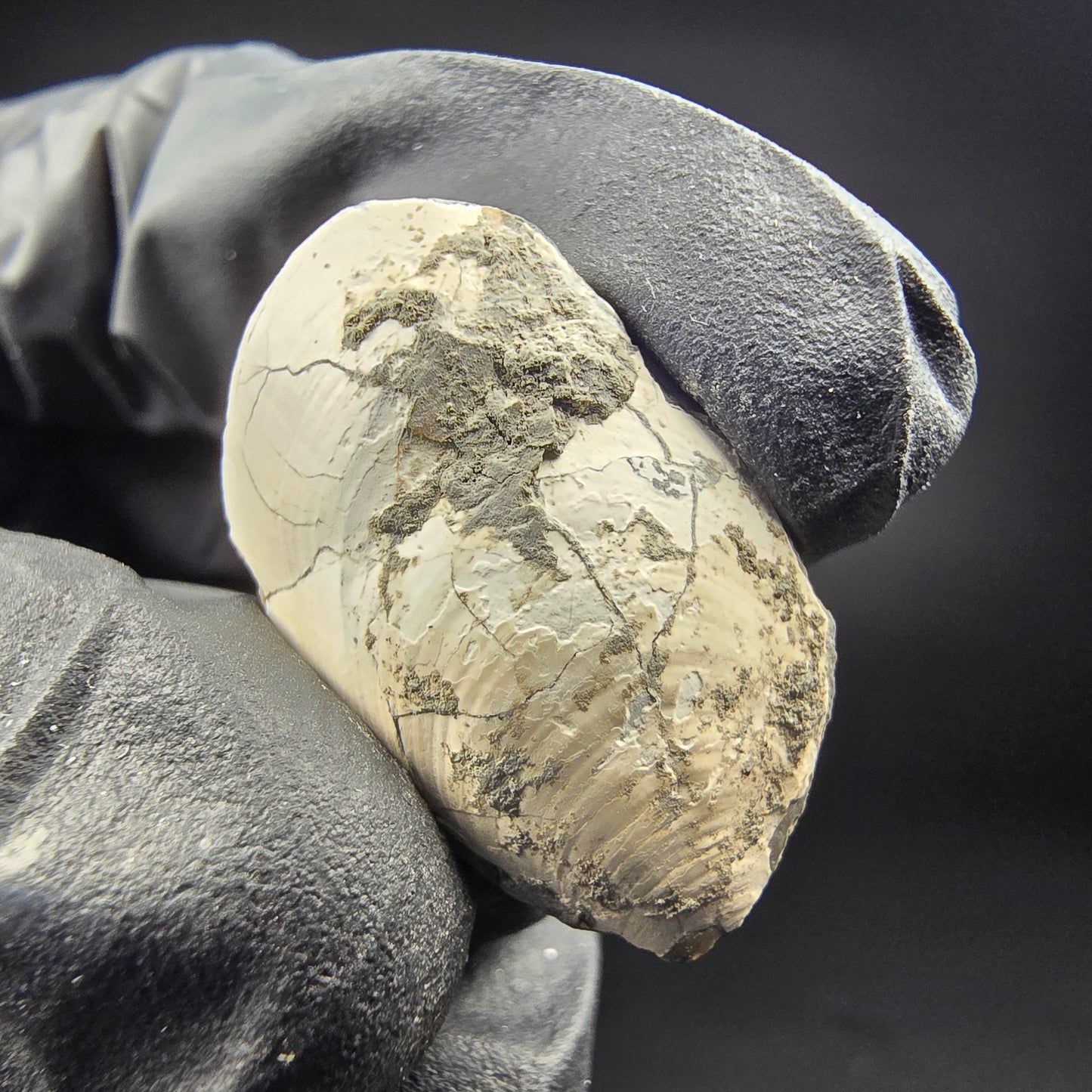 Seltene versteinerte Muschel, Fossil 26*17*10mm Unbekannt Mineraliensammlung