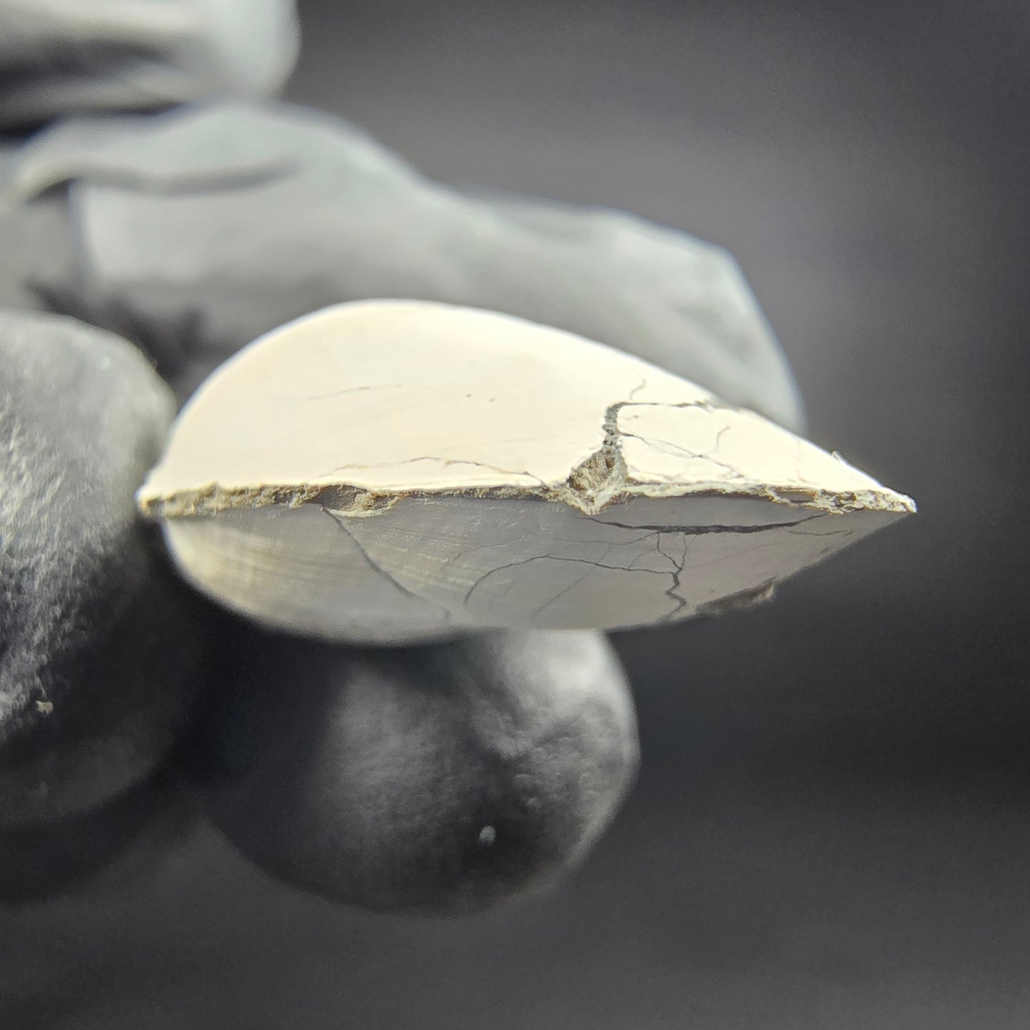 Seltene versteinerte Muschel, Fossil 26*17*10mm Unbekannt Mineraliensammlung