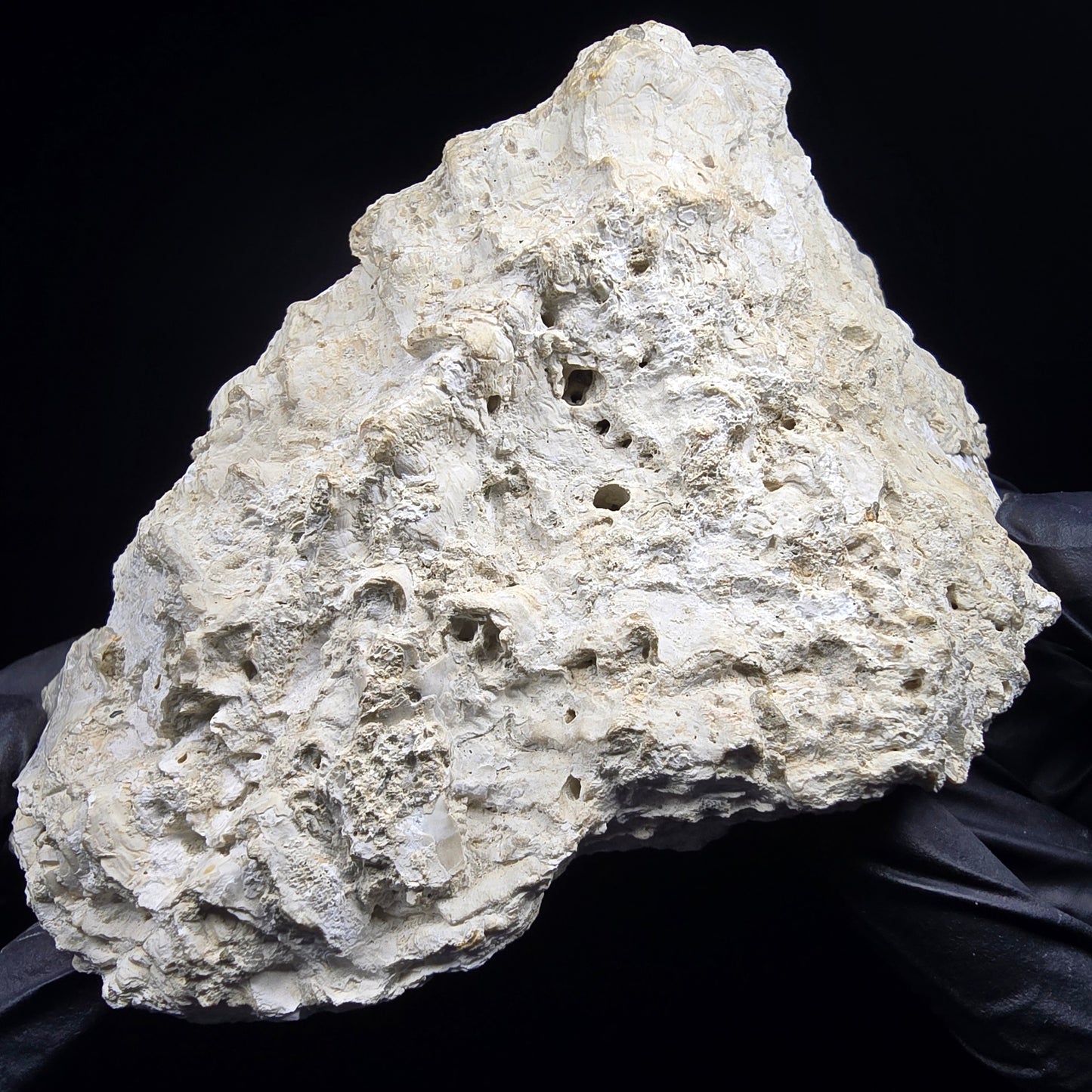 Große versteinerte Muschel, Fossil 129*110*68mm Unbekannt Mineraliensammlung