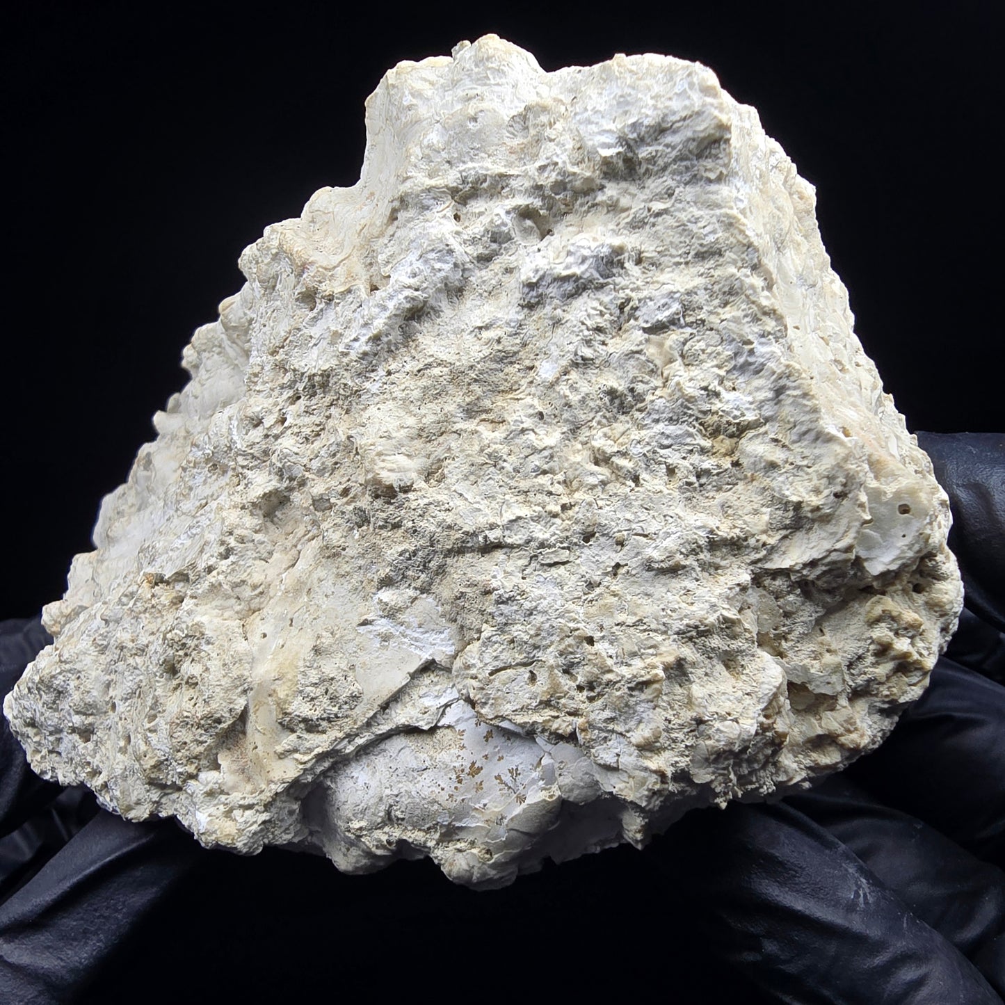 Große versteinerte Muschel, Fossil 129*110*68mm Unbekannt Mineraliensammlung