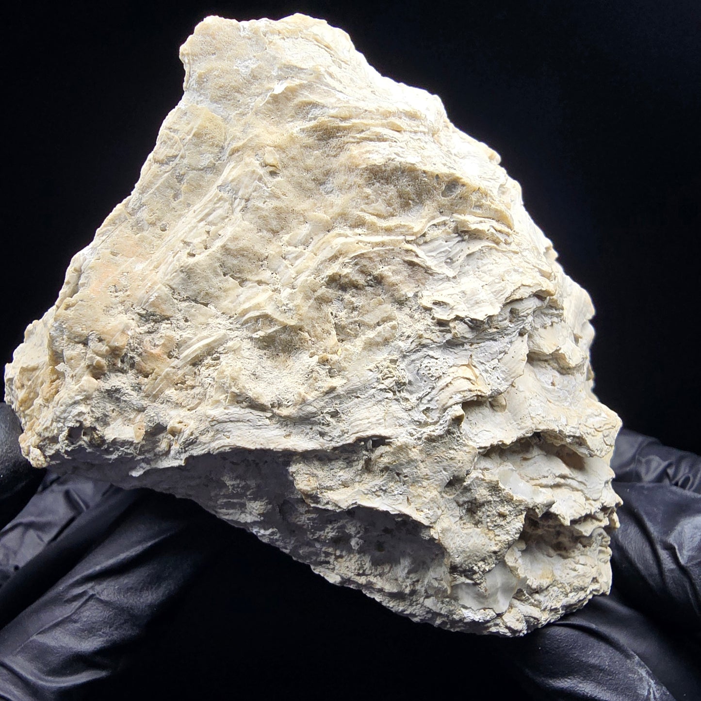 Große versteinerte Muschel, Fossil 129*110*68mm Unbekannt Mineraliensammlung