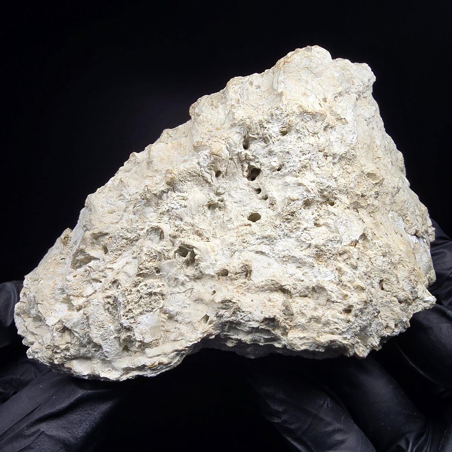 Große versteinerte Muschel, Fossil 129*110*68mm Unbekannt Mineraliensammlung