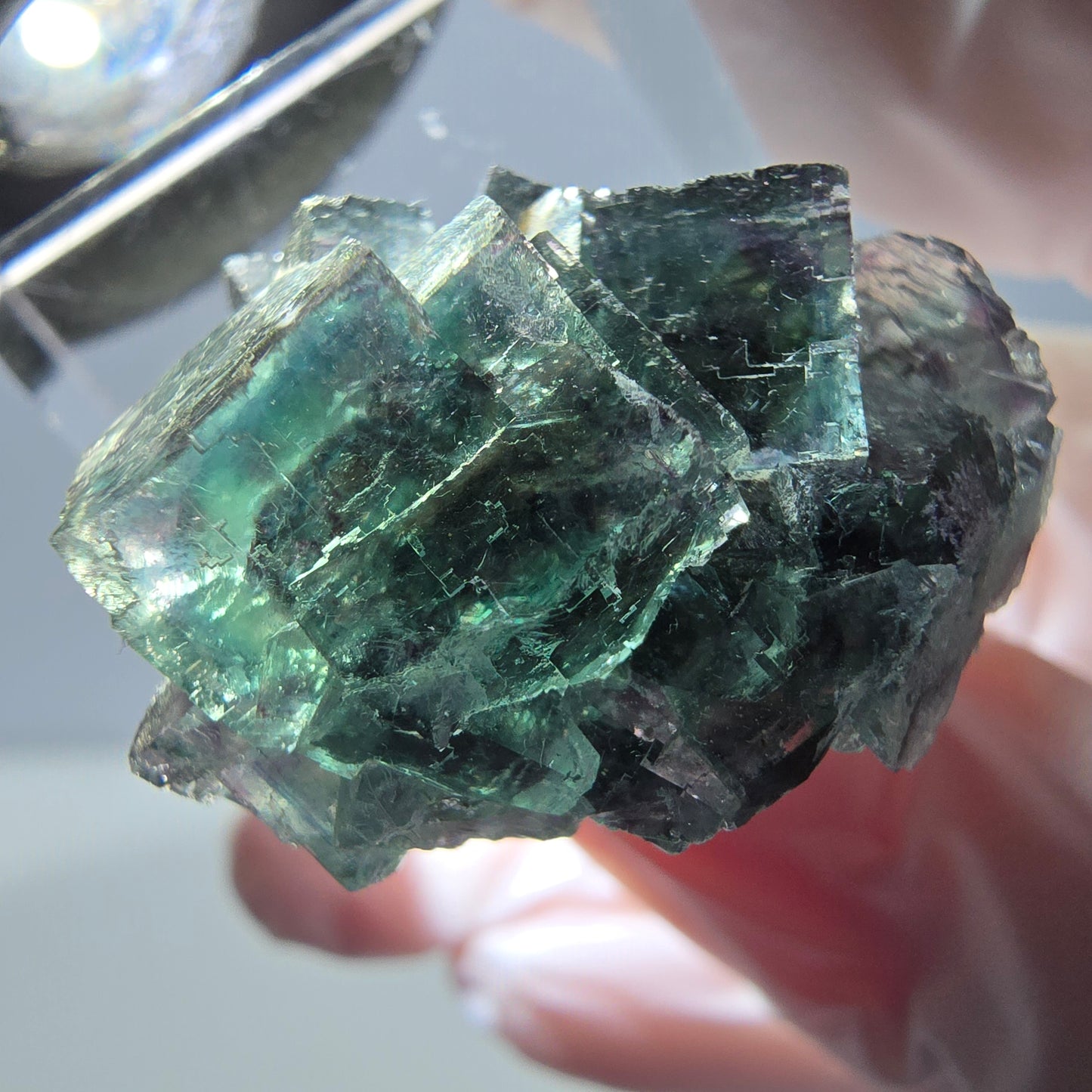 Spécimen de cube de fluorite fantôme, parqueté vert violet Okorusu, Namibie 27*24*17 mm