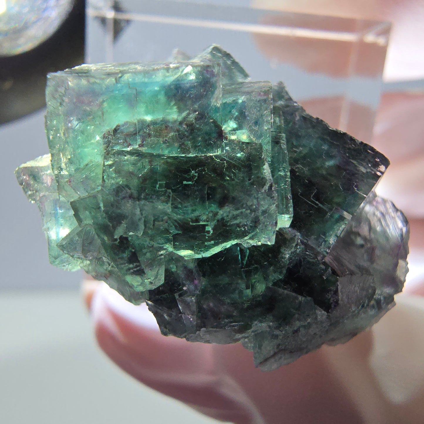Spécimen de cube de fluorite fantôme, parqueté vert violet Okorusu, Namibie 27*24*17 mm