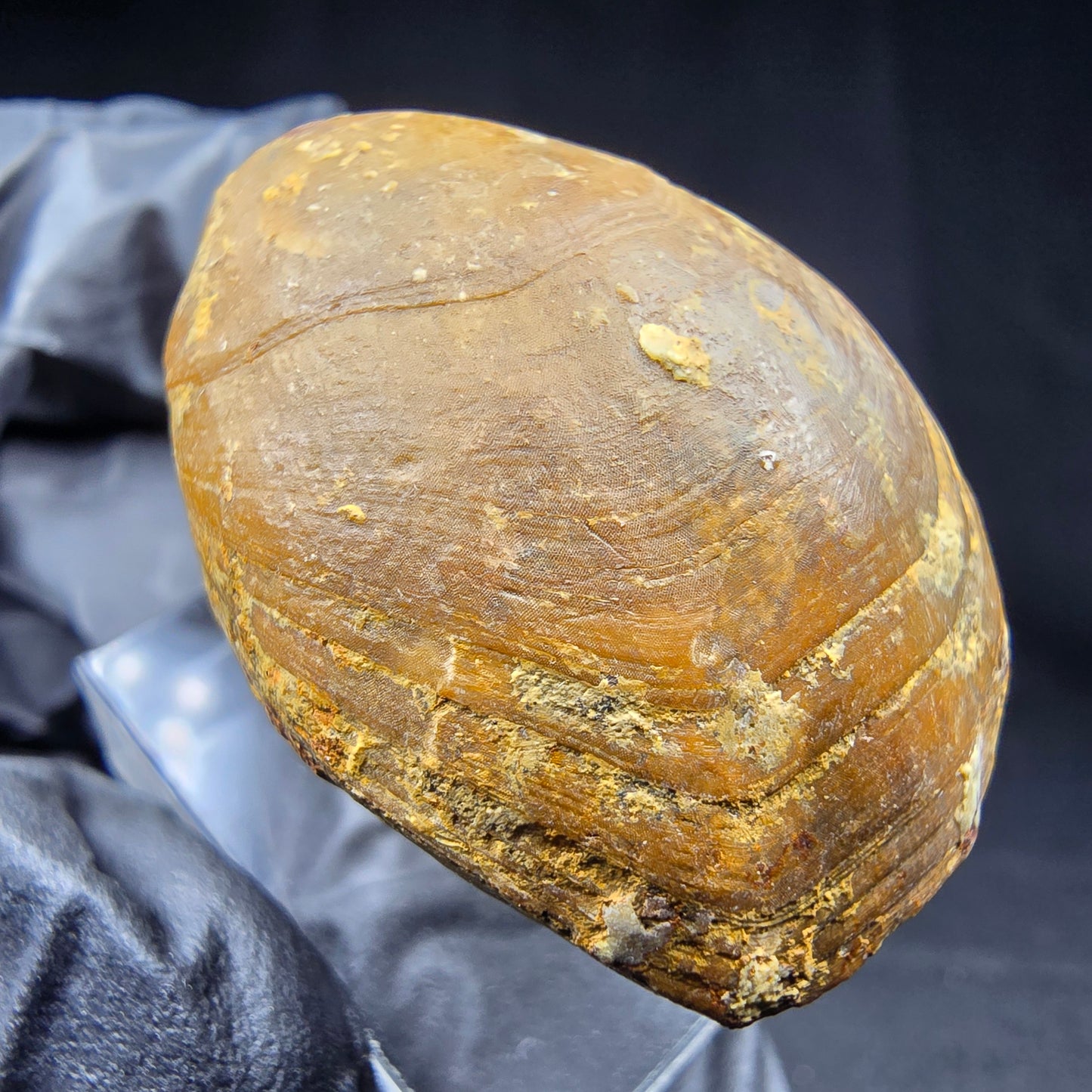 Seltene versteinerte Muschel, Fossil 38*26*21mm Unbekannt Mineraliensammlung