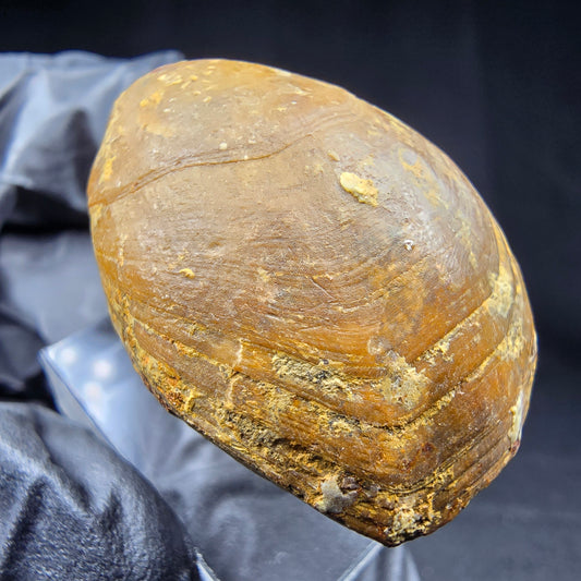 Seltene versteinerte Muschel, Fossil 38*26*21mm Unbekannt Mineraliensammlung