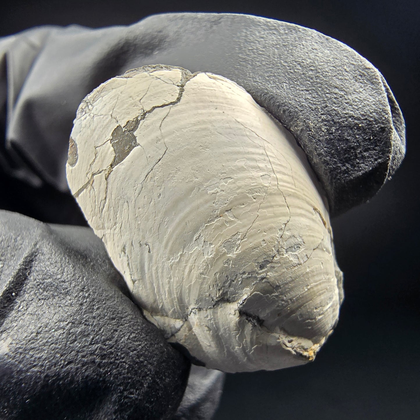 Seltene versteinerte Muschel, Fossil 26*17*10mm Unbekannt Mineraliensammlung
