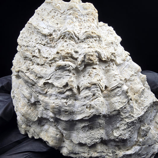 Große versteinerte Muschel, Fossil 129*110*68mm Unbekannt Mineraliensammlung