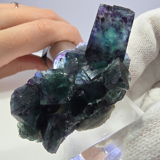Spécimen de cube de fluorite fantôme transparente, vert-violet zonal, Okorusu, Namibie, 57 x 32 x 18 mm