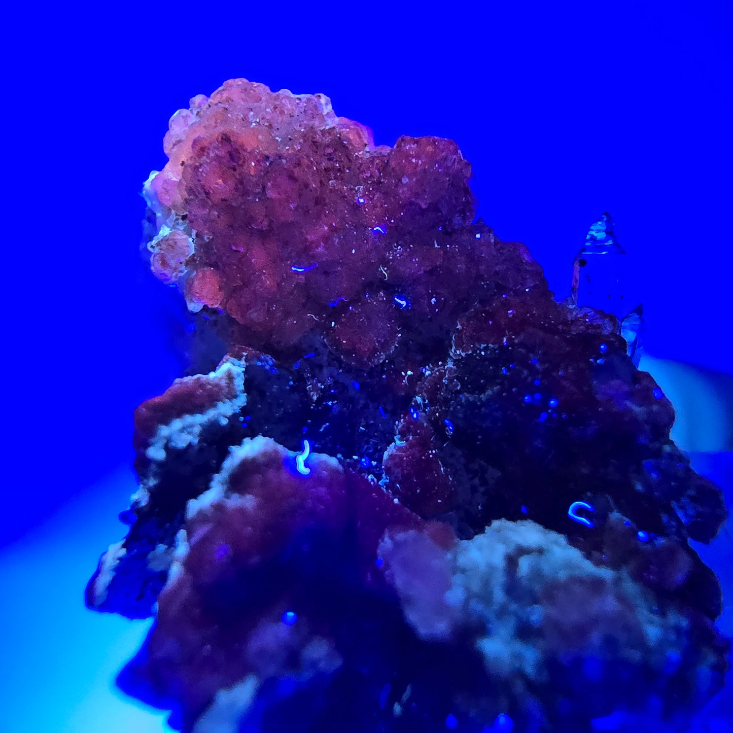 Sceptre DT en quartz fumé fantôme, calcite UV Valentine Pocket Goboboseb Namibie 60 x 26 x 25 mm