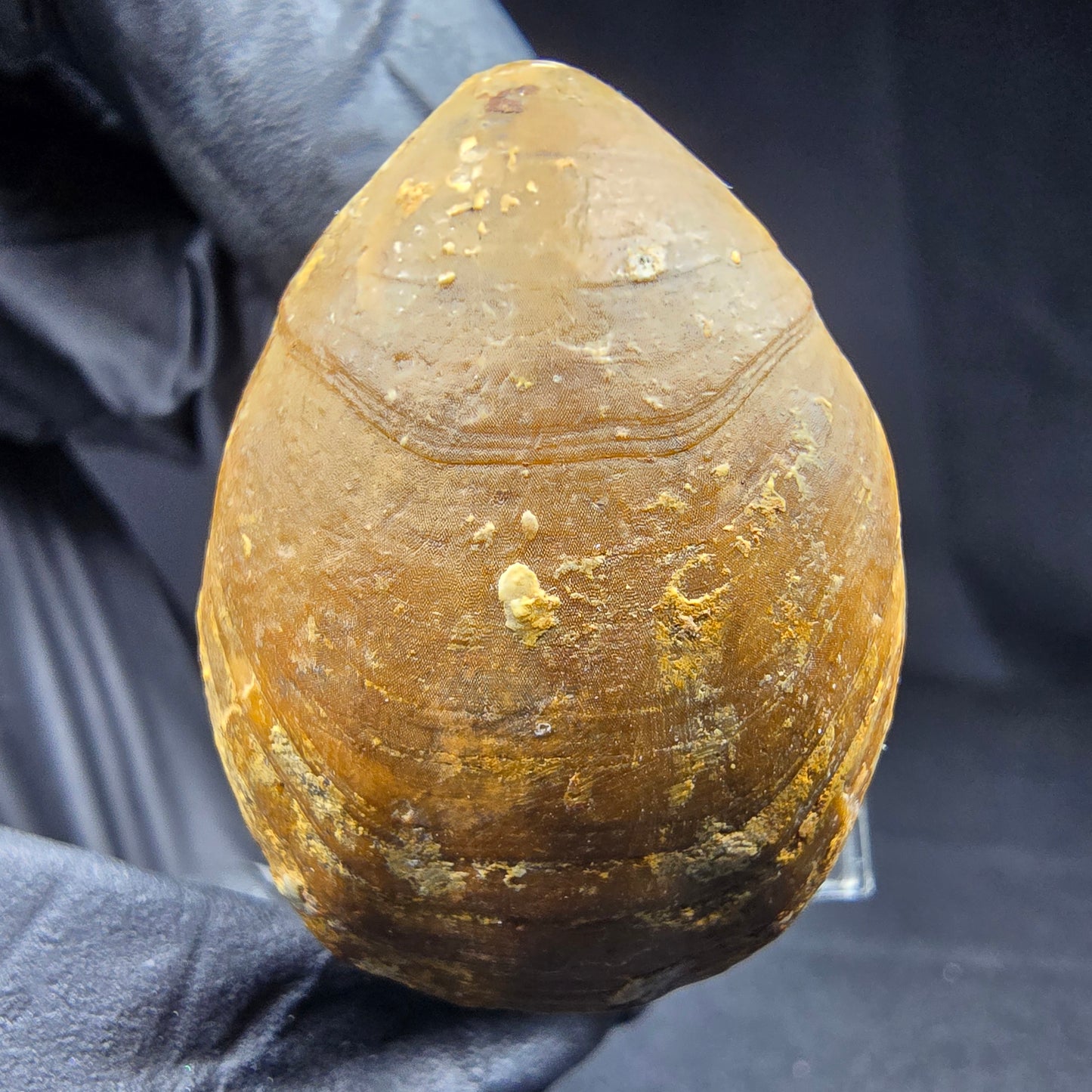 Seltene versteinerte Muschel, Fossil 38*26*21mm Unbekannt Mineraliensammlung