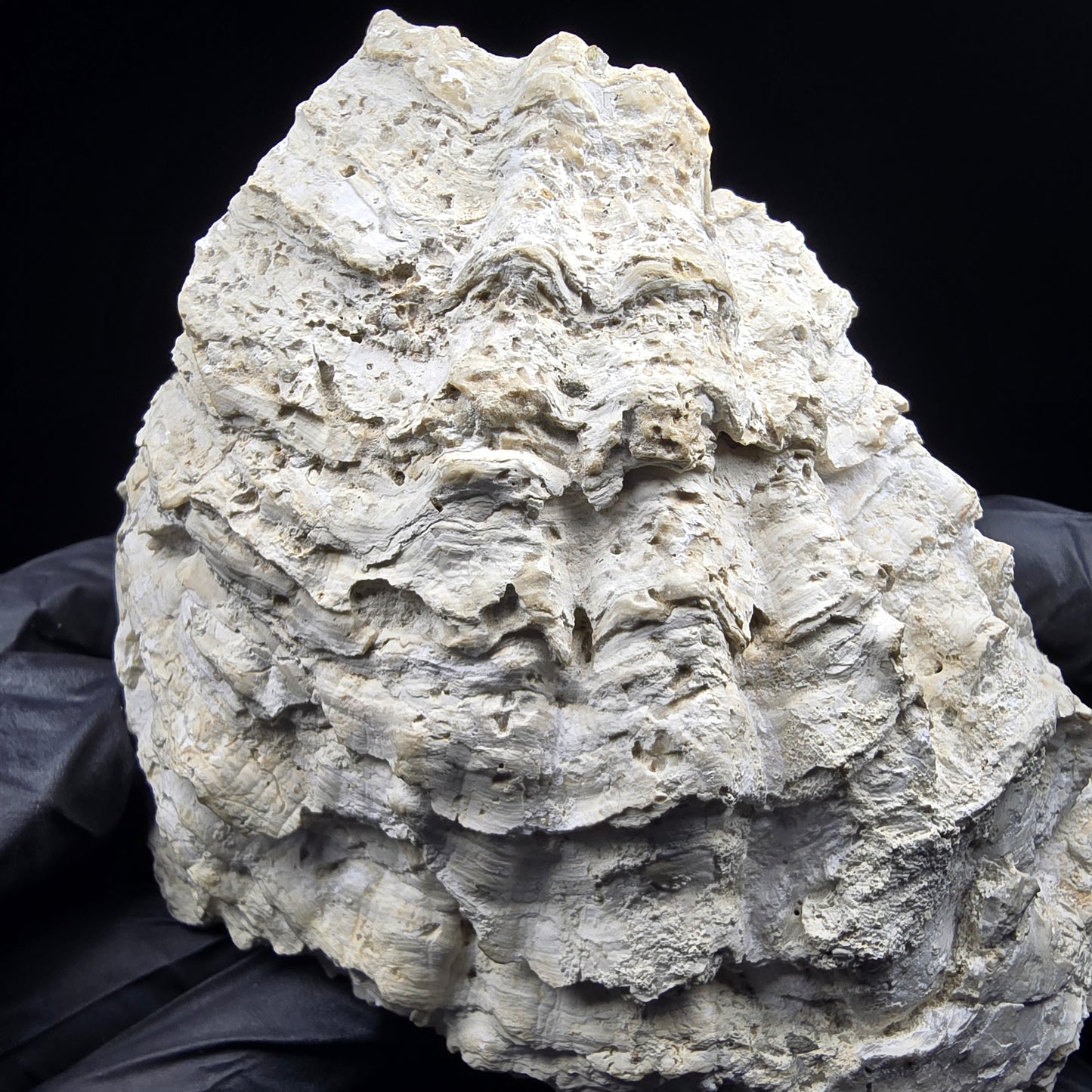 Große versteinerte Muschel, Fossil 129*110*68mm Unbekannt Mineraliensammlung