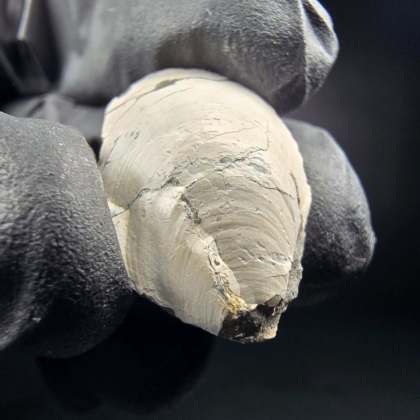 Seltene versteinerte Muschel, Fossil 26*17*10mm Unbekannt Mineraliensammlung