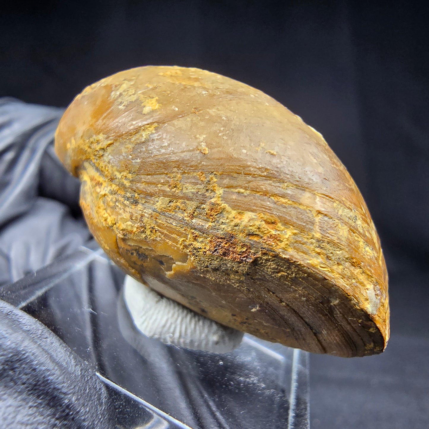 Seltene versteinerte Muschel, Fossil 38*26*21mm Unbekannt Mineraliensammlung
