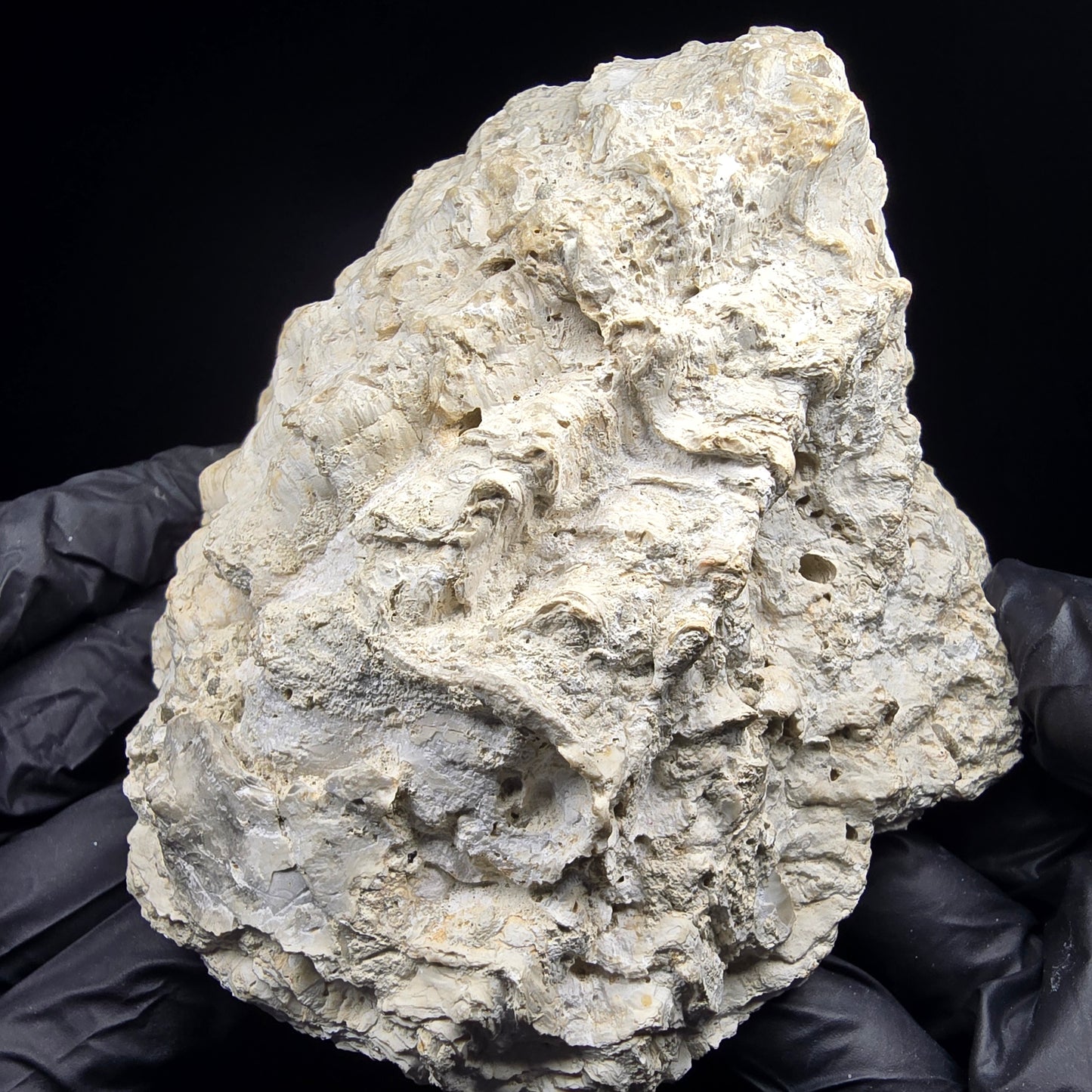 Große versteinerte Muschel, Fossil 129*110*68mm Unbekannt Mineraliensammlung