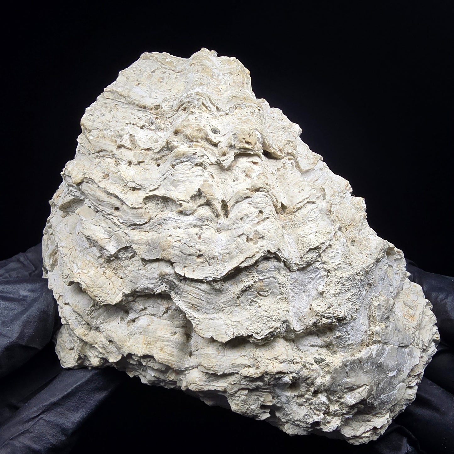 Große versteinerte Muschel, Fossil 129*110*68mm Unbekannt Mineraliensammlung