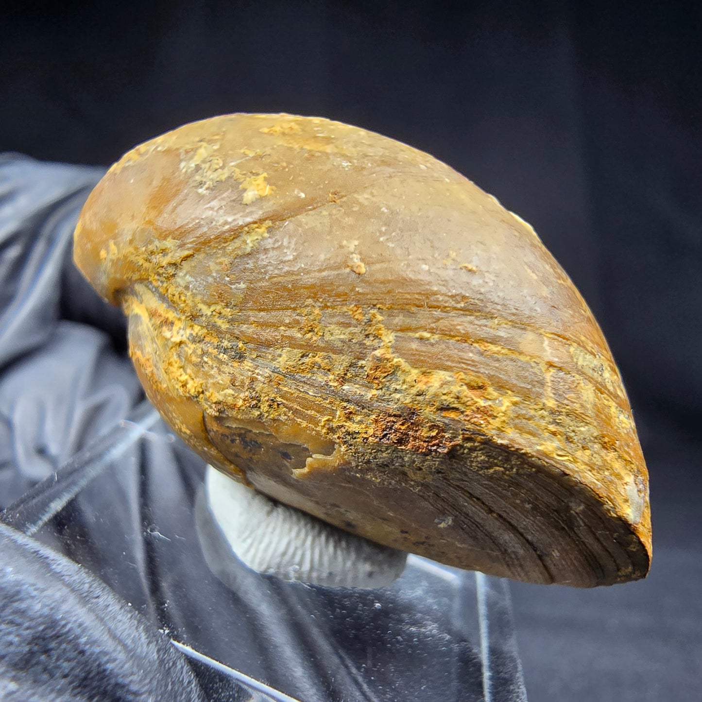 Seltene versteinerte Muschel, Fossil 38*26*21mm Unbekannt Mineraliensammlung