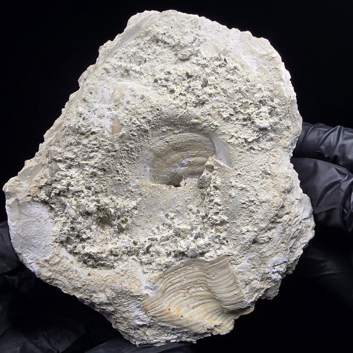 Große versteinerte Muschel, Fossil 129*110*68mm Unbekannt Mineraliensammlung