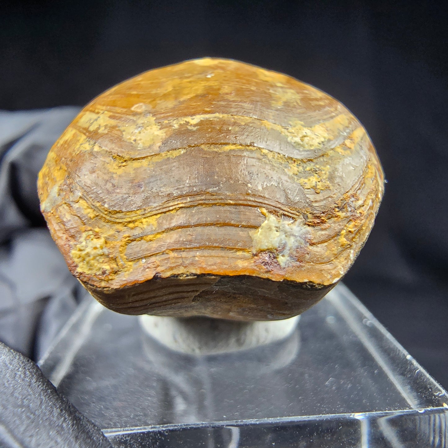 Seltene versteinerte Muschel, Fossil 38*26*21mm Unbekannt Mineraliensammlung