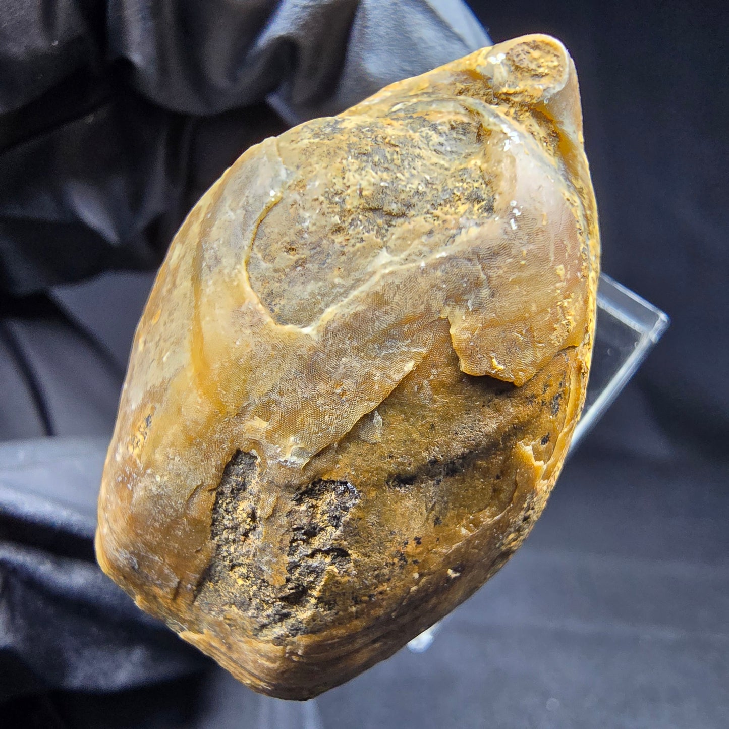 Seltene versteinerte Muschel, Fossil 38*26*21mm Unbekannt Mineraliensammlung