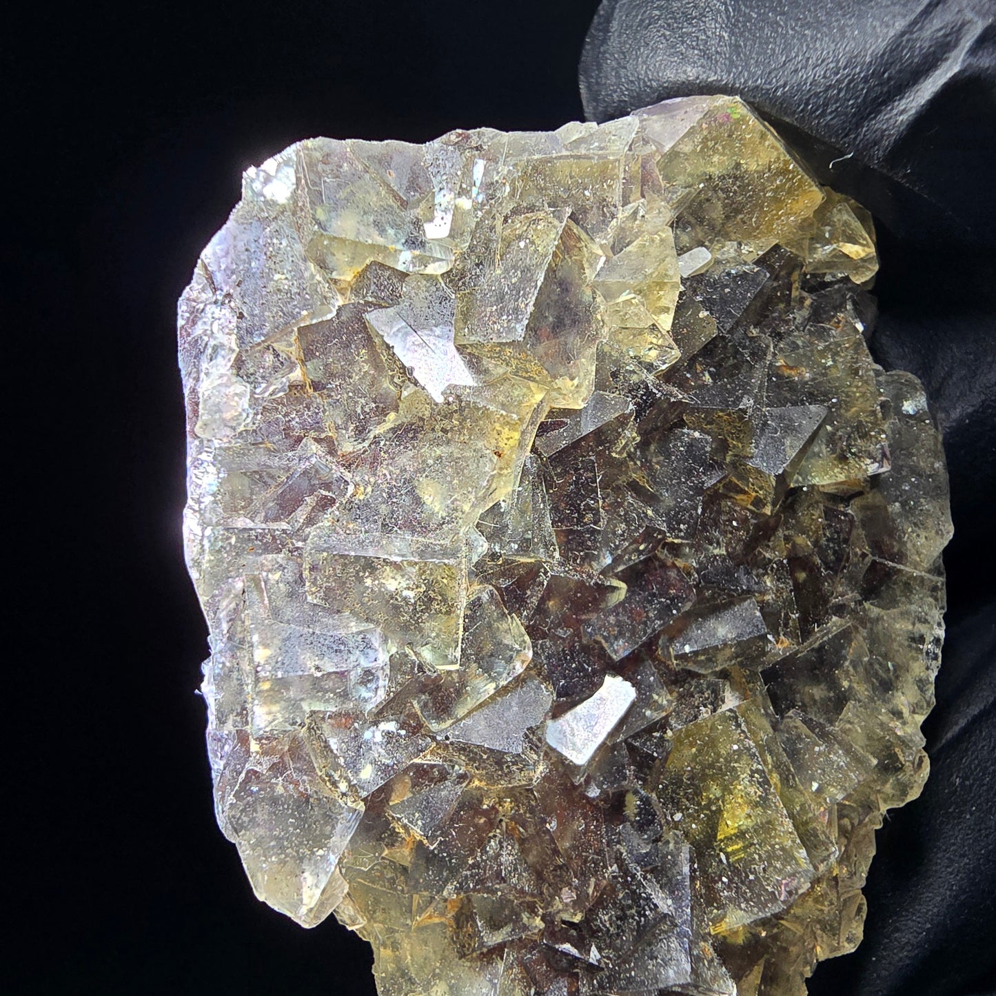 Honey Pocket Phantom Fluorite stage jaune violet Okorusu Namibie 49*37*11mm collection