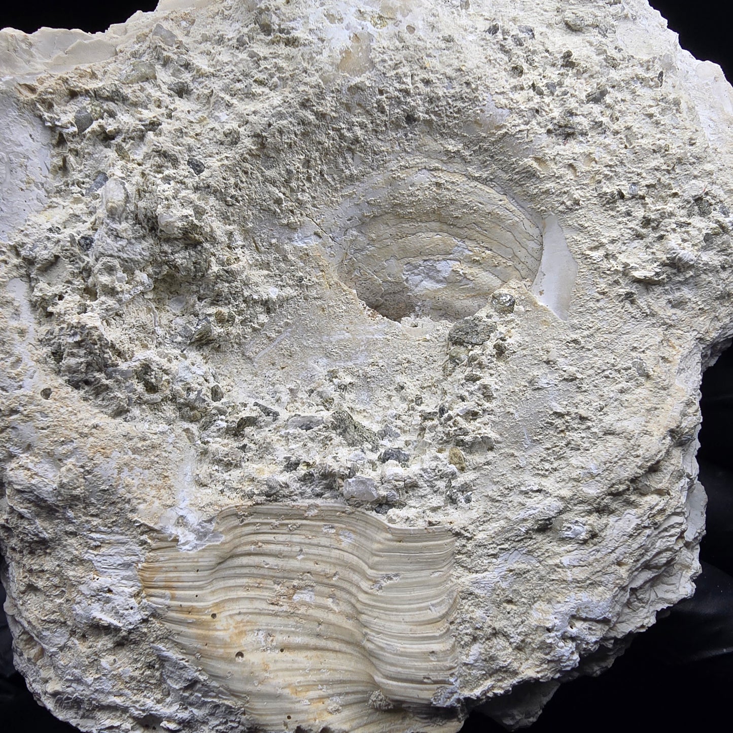 Große versteinerte Muschel, Fossil 129*110*68mm Unbekannt Mineraliensammlung