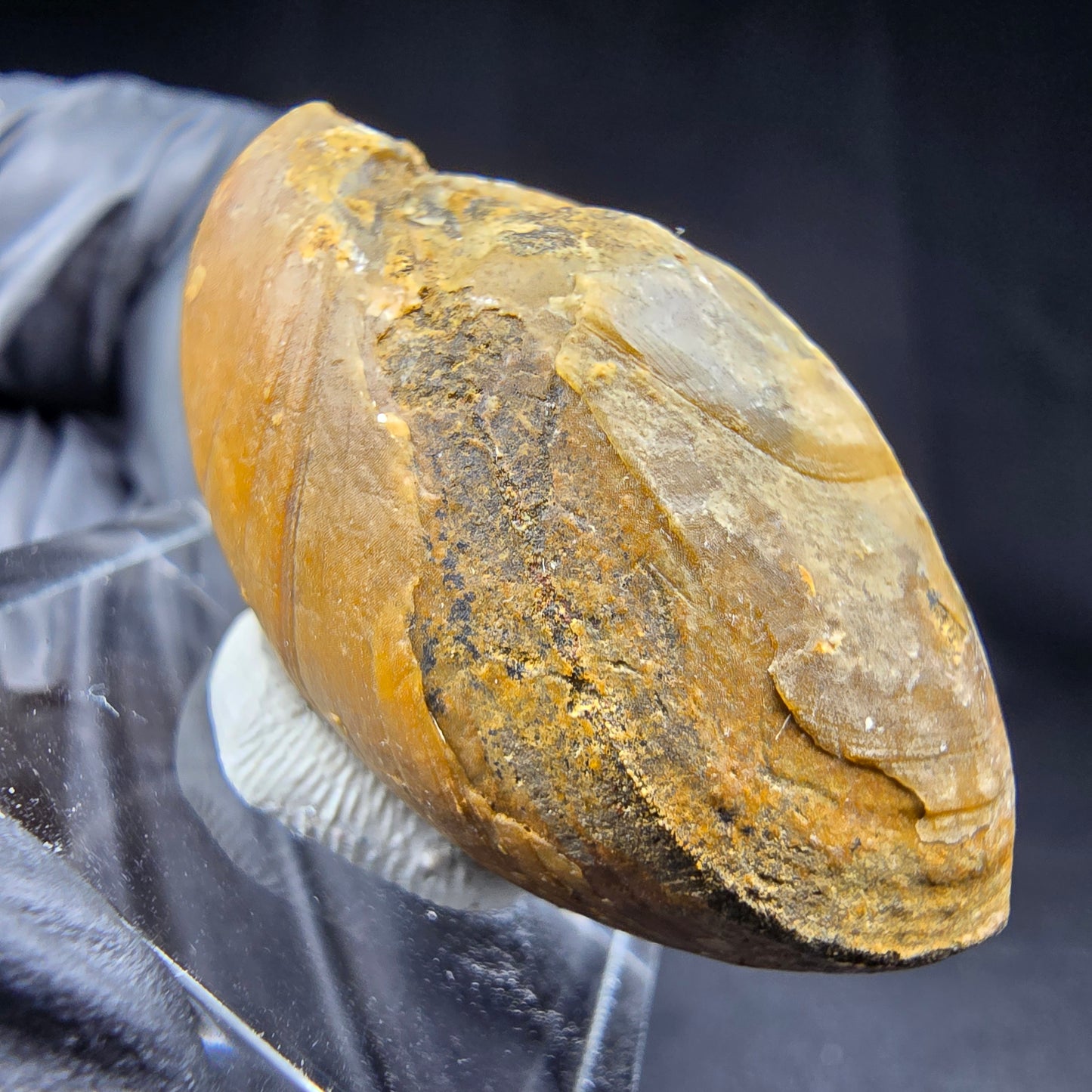 Seltene versteinerte Muschel, Fossil 38*26*21mm Unbekannt Mineraliensammlung