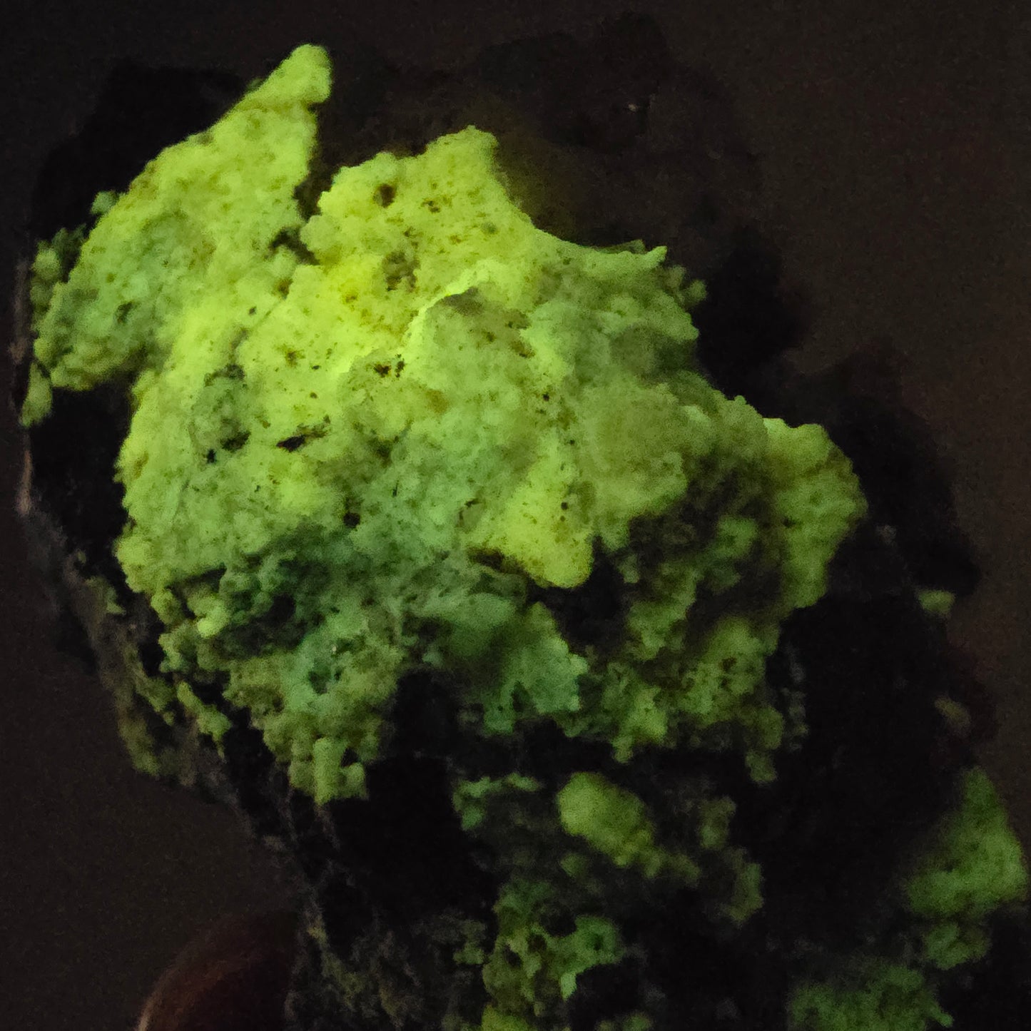 Améthyste Fantôme Harlequin, calcite UV sur matrice Valentine Pocket Gobob. Namibie 78 x 65 x 46 mm