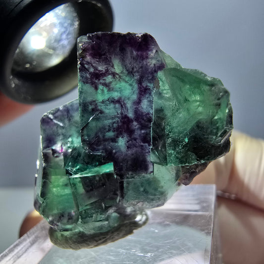 Spécimen de cube de fluorite fantôme, parqueté vert violet Okorusu, Namibie 34 x 25 x 12 mm 