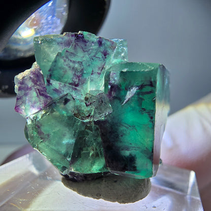 Rare spécimen de cube de fluorite fantôme, vert-violet, Okorusu, Namibie, 25 x 21 x 19 mm 