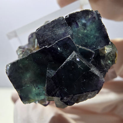 Rare spécimen de cube de fluorite fantôme, vert-violet, Okorusu, Namibie, 28 x 26 x 16 mm 