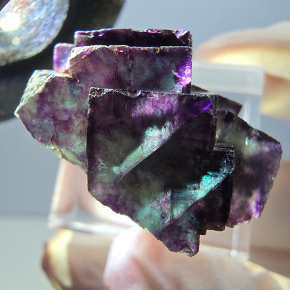 Spécimen rare de cube de fluorite fantôme, vert-violet, Okorusu, Namibie, 28 x 22 x 16 mm 