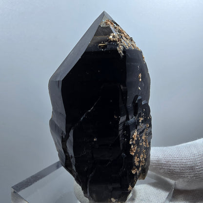 Sceptre de poche en quartz fumé squelette fantôme lémurien, Goboboseb de la Saint-Valentin, Namibie, 66 x 41 x 36 mm 