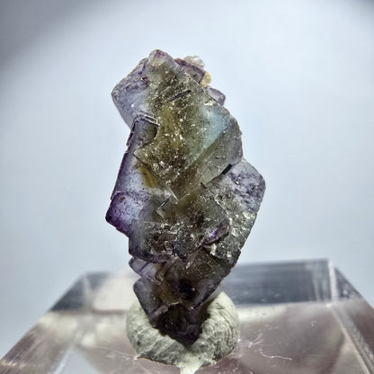 Seltene Phantom Fluorit Würfel Stufe, lila grün gelb, braun Erongo, Namibia 21*11*9mm