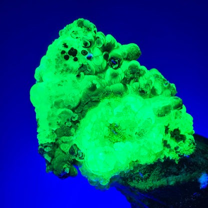 Seltenes Skelett Rauchquarz Zepter mit Hyalit Opal Erongo, Namibia 80*25*23mm