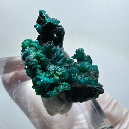 Seltene Dioptas XX Stufe, grün Republik Kongo 22*15*14mm