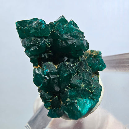 Seltene Dioptas XX Stufe, grün Republik Kongo 22*19*11mm