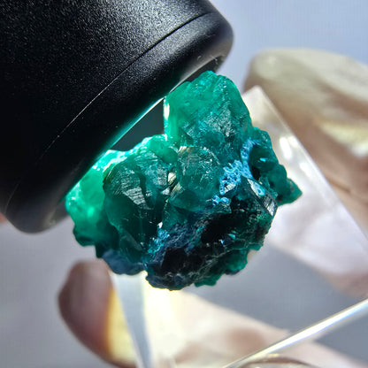 Seltene Dioptas XX Stufe, grün Republik Kongo 24*20*16mm