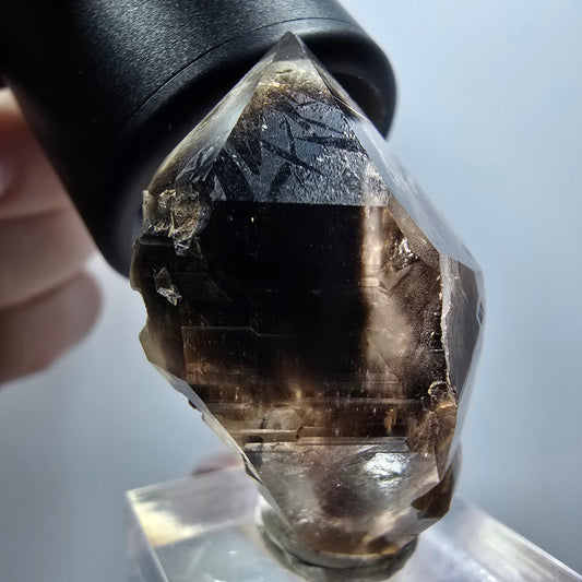 Seltene Skelett Phantom Rauchquarz DT Zepter Goboboseb, Namibia 39*24*18mm