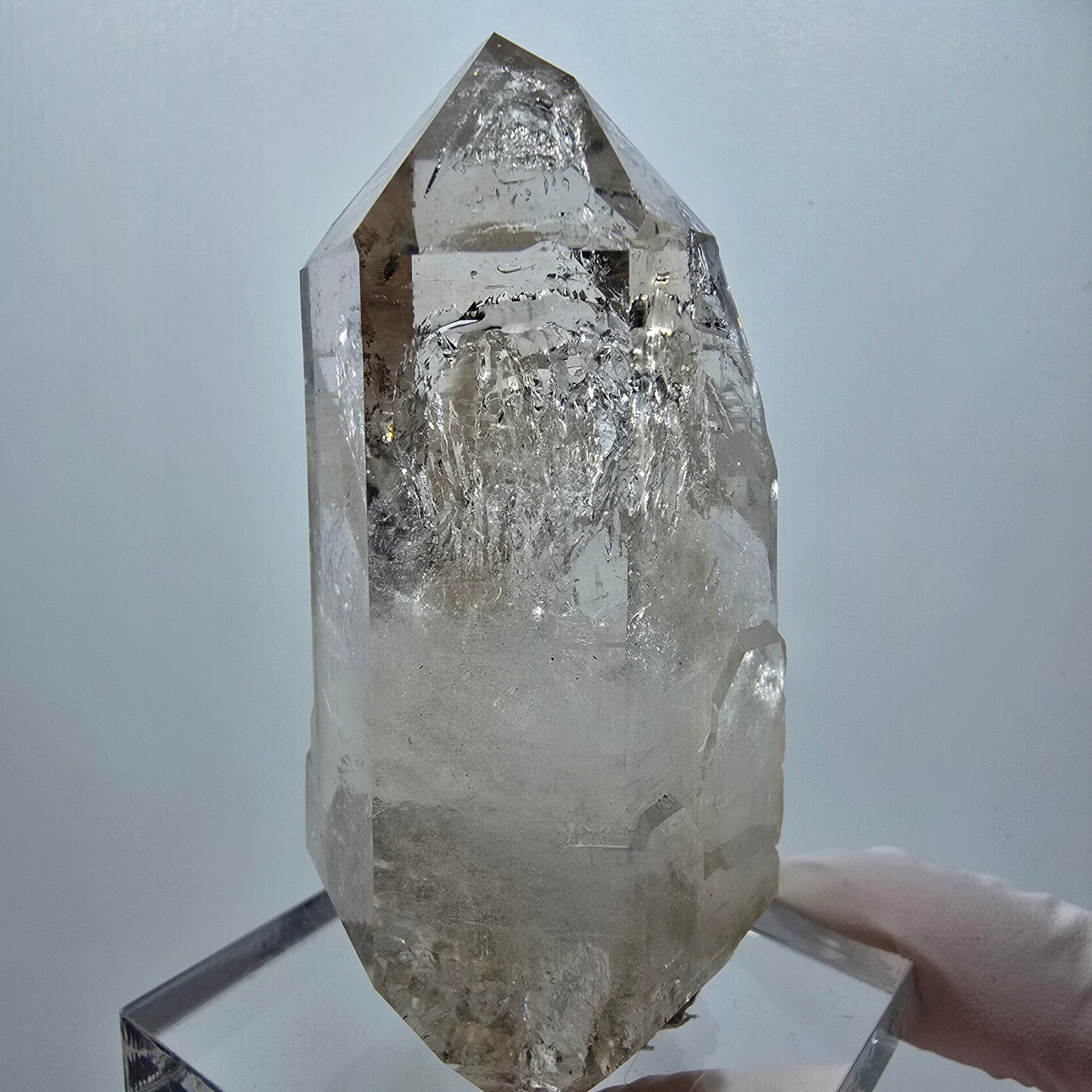 Große Skelett Phantom Rauchquarz DT Zepter Stufe Goboboseb, Namibia 77*49*33mm