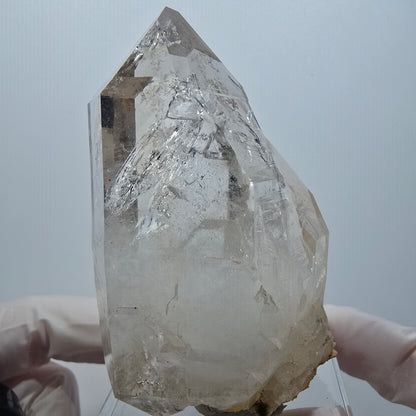 Große Skelett Phantom Rauchquarz DT Zepter Stufe Goboboseb, Namibia 77*49*33mm