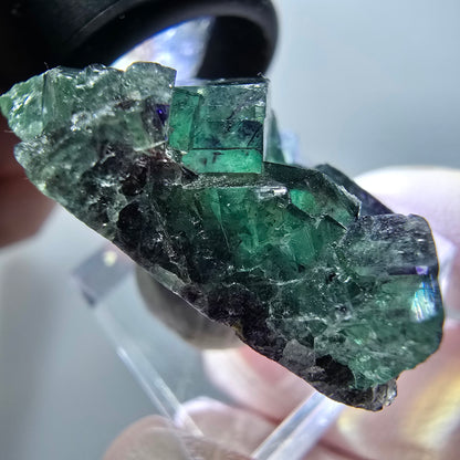 Rare spécimen de cube de fluorite fantôme, vert-violet, Okorusu, Namibie, 36*28*13 mm #11831 